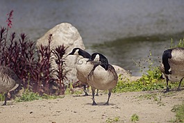 加拿大鵝,鳥,雁 canadiensis
