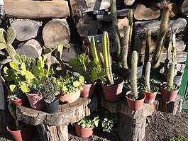 仙人掌,墨西哥,植物
