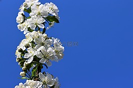 春天,性質(zhì),花卉