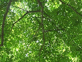 叶子,植物园,落叶