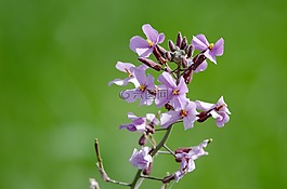沙漠,薰衣草,鮮花