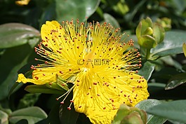 花,異國(guó)情調(diào),花瓣