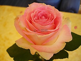 玫瑰,花,粉紅色