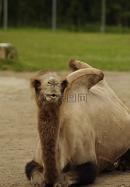 雙峰駝,動物,哺乳動物