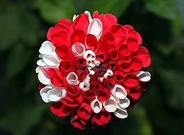 大麗花,georginie,花