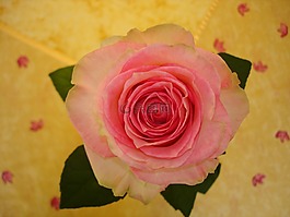 玫瑰,花,粉紅色