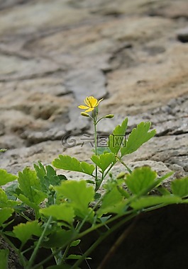 性質(zhì),花,巖石