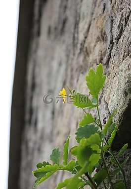 性質(zhì),花,巖石