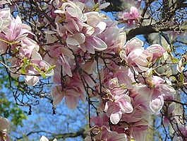 白玉蘭,春天,花卉