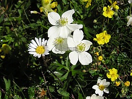 开花,高山花卉,高山植物区系