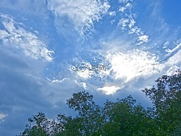分支機(jī)構(gòu),樹,天空