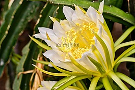 花,火龙果,购买