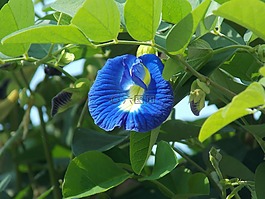 蝶豆,亞洲pigeonwings,pigeonwings