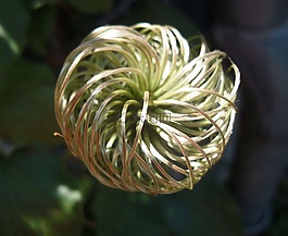 宏,開花,廠