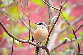 鳥,自然,野生動物