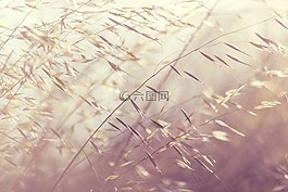 特寫,深度的字段,草