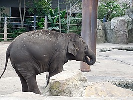 小象,嬰兒,玩大象