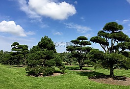 苗圃,坏 zwischenahn,ammerland