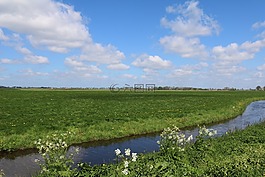通道,荷蘭,草地