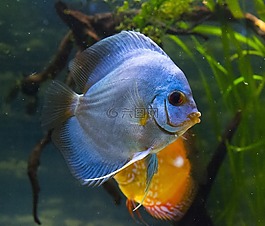 魚,裝飾,新聞