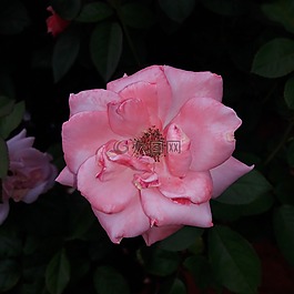 玫瑰,花,性質(zhì)