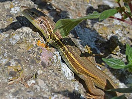 蜥蜴,sargantana,爬行動(dòng)物