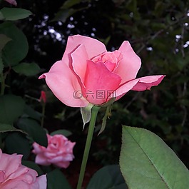 玫瑰,花,性質(zhì)