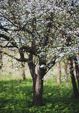 盛開(kāi),開(kāi)花,深度的字段