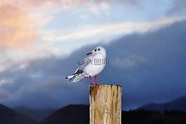 鸥,英格兰,坎伯里亚
