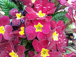 花,廠,性質(zhì)