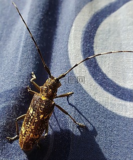 昆蟲,宏,板球