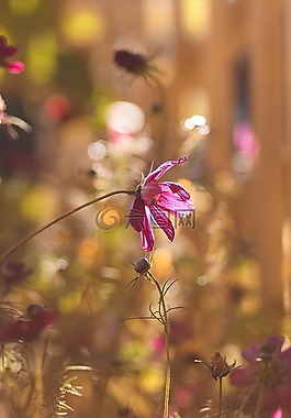 盛開,開花,植物區(qū)系