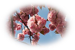 櫻花,櫻桃,觀賞櫻花