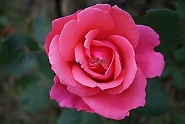 玫瑰,開花,粉紅色