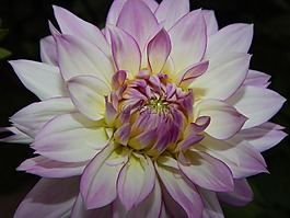 嬌琴紗,開花,花