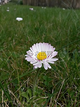 廠,花,白