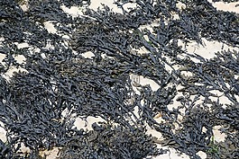 背景,海灘,干