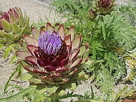 菊芋,花,flowerhead