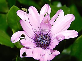 自然,鮮花,春