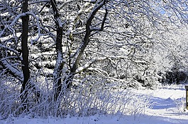 雪,寒冬