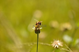 蜜蜂,花,綠色