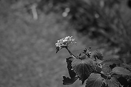 b w,植物,黑
