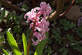 春天,早布卢默,藏红花