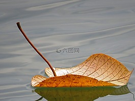 漂浮的叶子,浮动,叶