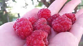 覆盆子,莓果,红色浆果