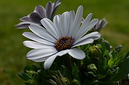 非洲菊,花,開花