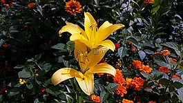 百合花,花,黄色