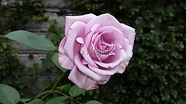 玫瑰,性質(zhì),紫