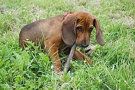 狗,獵犬,小狗
