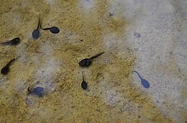 蝌蚪,湖,水